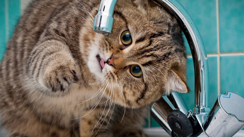 mammal, animal body part, animal eye, no people, animal hospital, home, selective focus, animal, tabby, feline, looking at camera, 1080P, indoors, animal themes