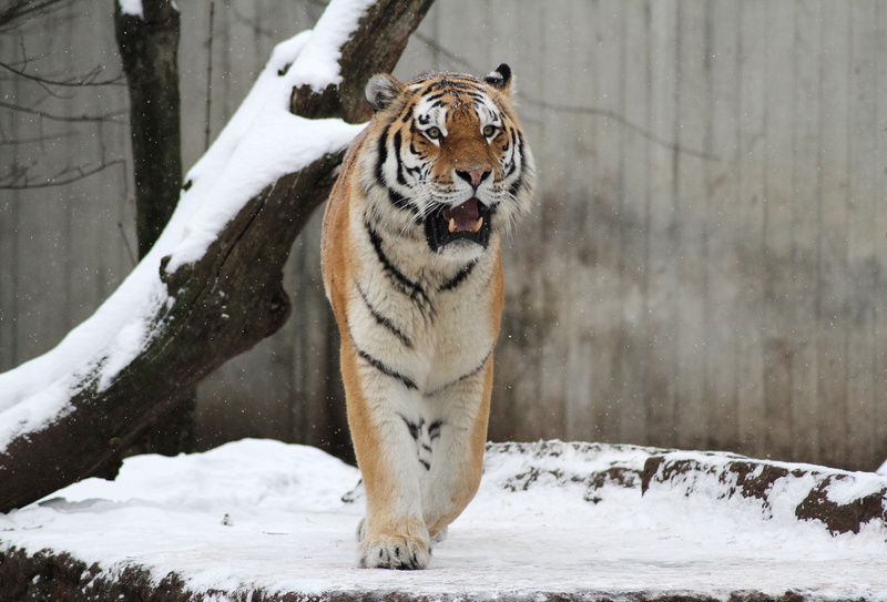vertebrate, snowing, white color, animal themes, no people, mammal, one animal, carnivora, cat, Snow, nature, zoo, cold temperature, feline, tiger, Papa Tiger