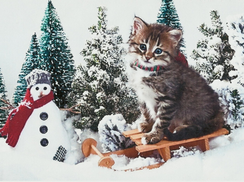 cat, snowman, tabby, pine trees, kitten, silver, 1080P, sled, animals, snow