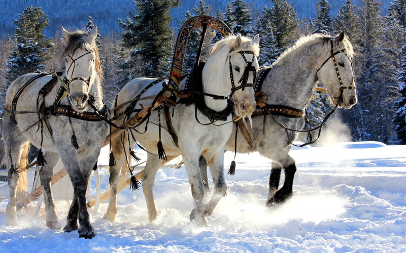 vertebrate, animal wildlife, mountain, cold temperature, team, domestic animals, sport, rural Scene, 1080P, animal themes, nature, white, animal, field
