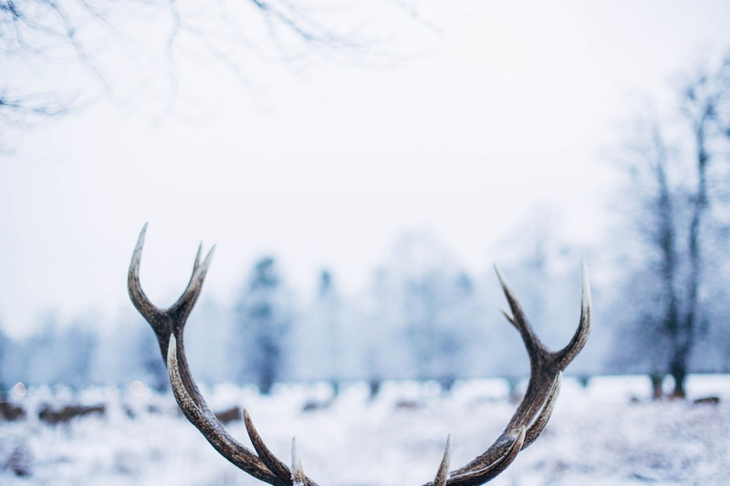 Winter, Reindeer, Snow, White, Photography, 1080P, Antler