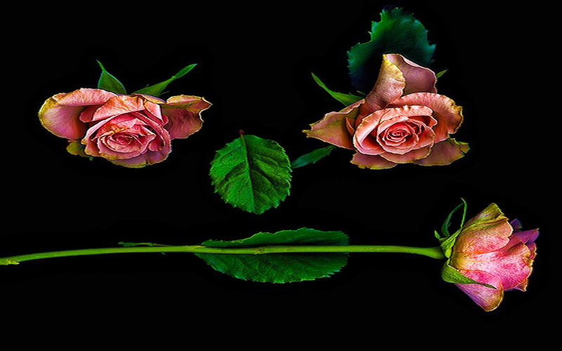 roses, romantic, image, loving, beauty, rose, dancing, tango, caring, 1080P, abstract, face, 3d and abstract