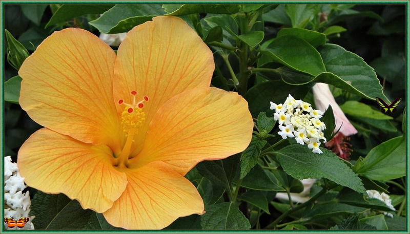 butterfly, fleur, 1080P, summer, paul-anka, rosa-day, peppino-di-capri, petit, tango-bleu, yellow-garden