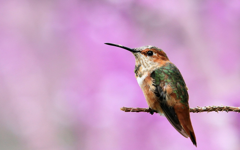 environment, pink color, hummingbird, focus on foreground, macro, vertebrate, birds, hummingbirds, outdoors, animal wildlife, animal themes, nature, beauty in nature