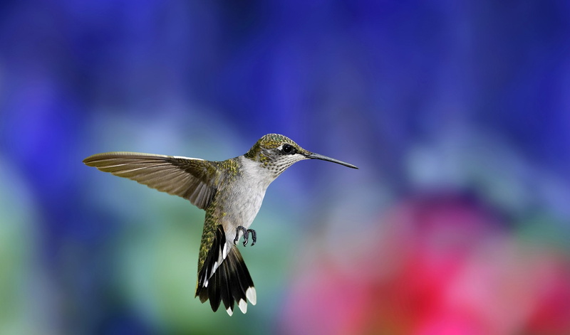 animals, 2K, birds, hummingbirds, nature