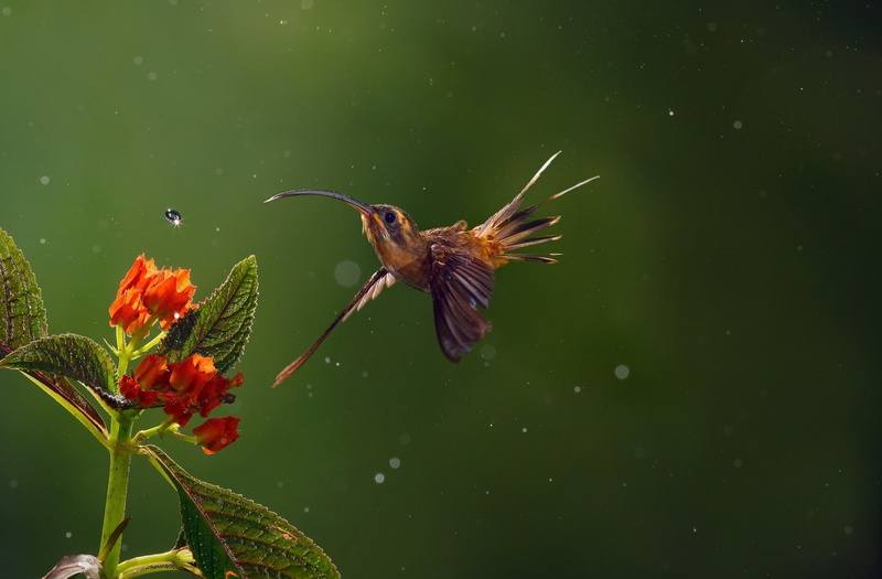 animals, macro, hummingbirds, 1080P, nature, birds