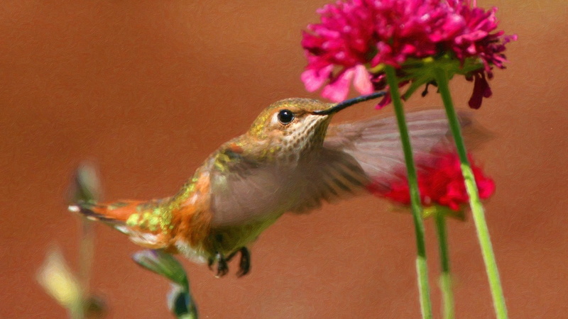 outdoors, animal, red, bird, plant, figurine, no people, freshness, focus on foreground, 2K, hummingbirds, small, nature, green, one animal, vertebrate