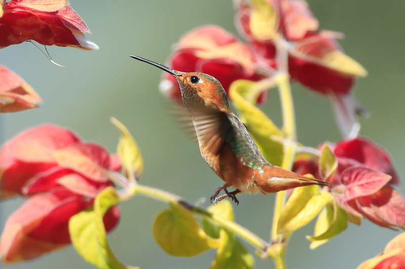 animals, 1080P, macro, hummingbirds