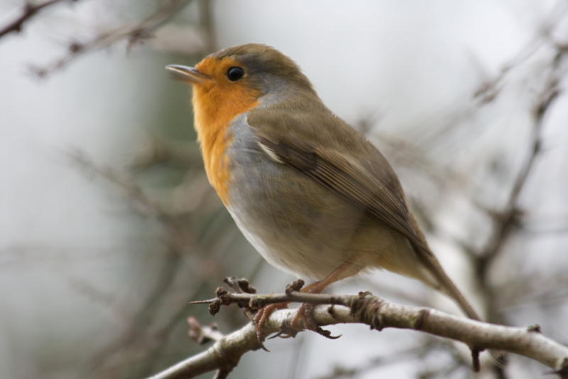 USM, twig, f/4, Robin  gray, gray tree, nature, claws, stem, OOF, feathers, uk, 4K, english lakes, singing, wildlife, derwent, animal, daytime, tree, out of focus