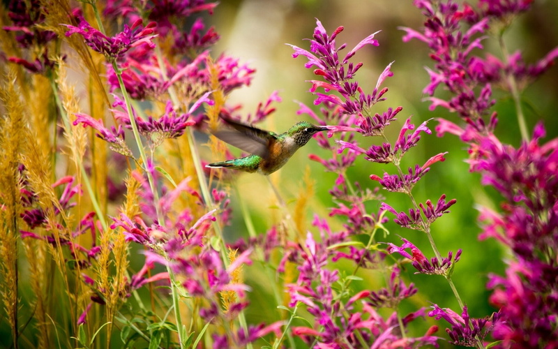 Bird, 1080P, Flowers, Hummingbird, Pink