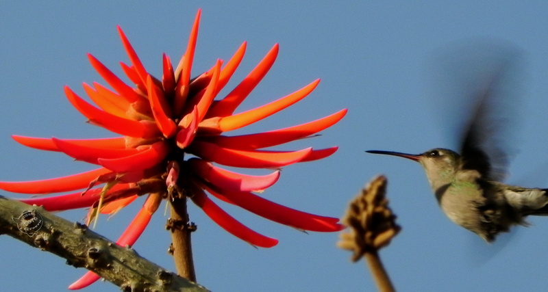 birds, 2K, flowers, hummingbirds, animals, plants