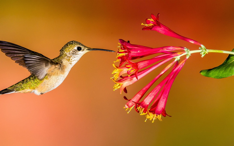 Red, Hummingbird, Flying, 1080P, Flowers