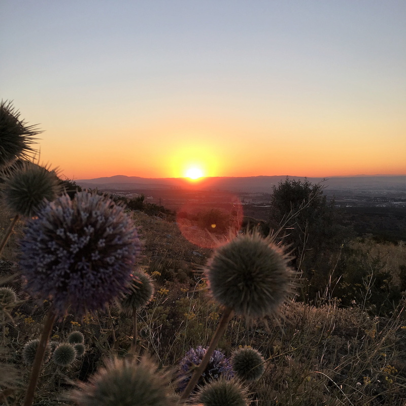 tranquility, scenics - nature, field, outdoors, tranquil scene, le coucher du soleil, sunset, growth, inflorescence, sun, land, flowering plant, freshness