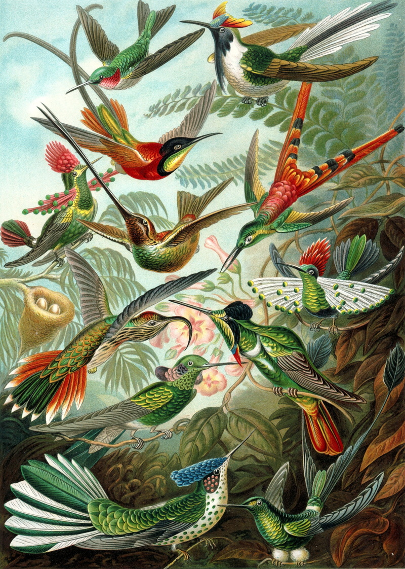 color, creativity, watercolor painting, painting, representation, apodiformes, art and craft, decoration, illustration, birds, painted image, nature, swifts