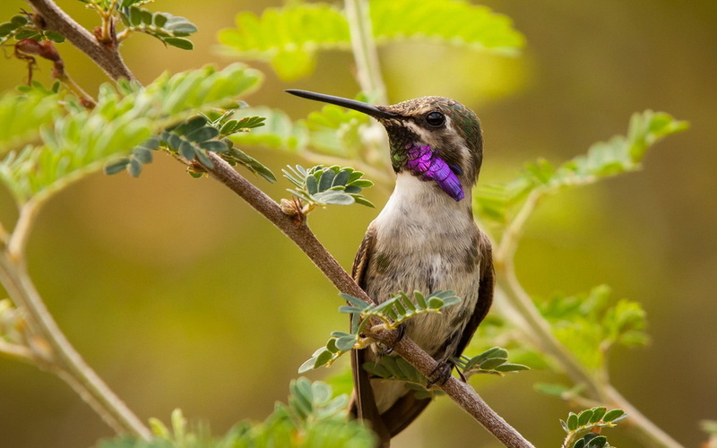720P, hummingbirds, leaves, animals, birds, plants