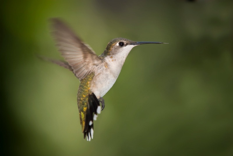 hummingbirds, animals, birds, 720P