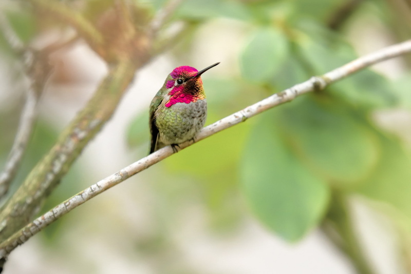 bird, hummingbird, branch, green color, animals in the wild, close-up, animal, photography, focus on foreground, animal wildlife, animal themes, day, beauty in nature