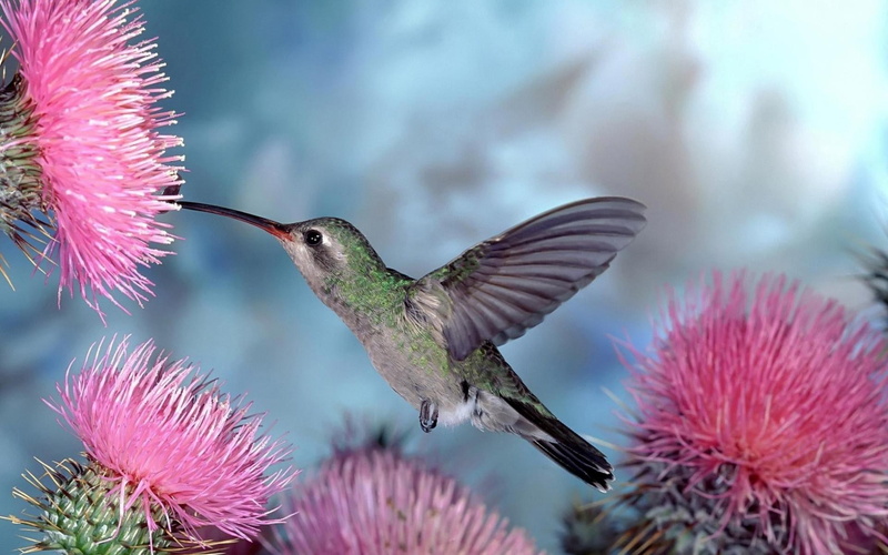 Flowers, 1080P, Hummingbirds, Flying, Pink, Nectar, Gather, Bird