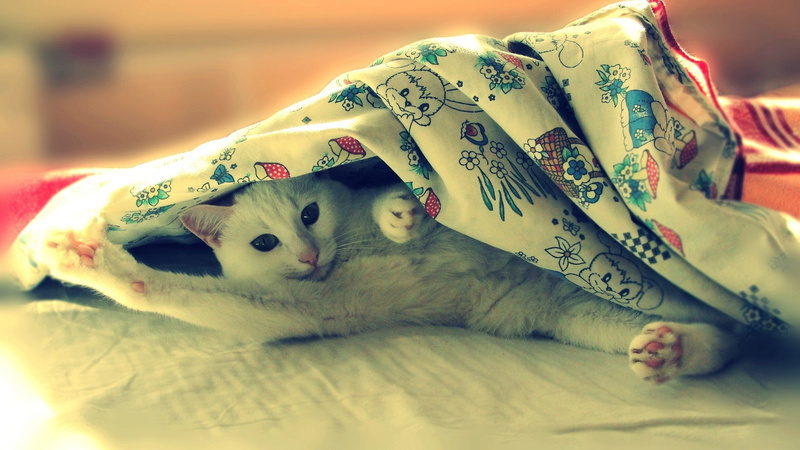 filter, 1080P, cat, blankets, animals