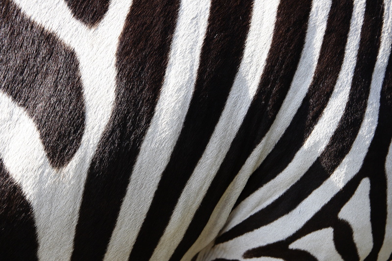 color, vertebrate, lines, close-up, natural Pattern, wildlife, pattern, 2K, fur, striped, animal body part, black, full frame, textured, nature, blanket