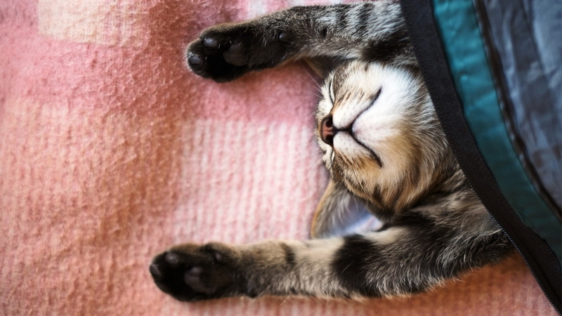 cat, stretching, animals, 1080P, blankets