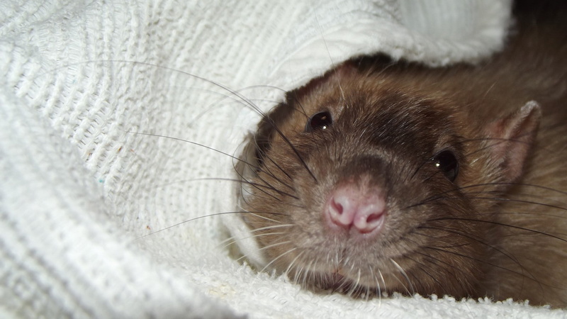 domestic, no people, looking at camera, pets, close-up, rodent, animal, blanket, animal body part, animals, rat, animal wildlife, indoors, 1080P, whisker