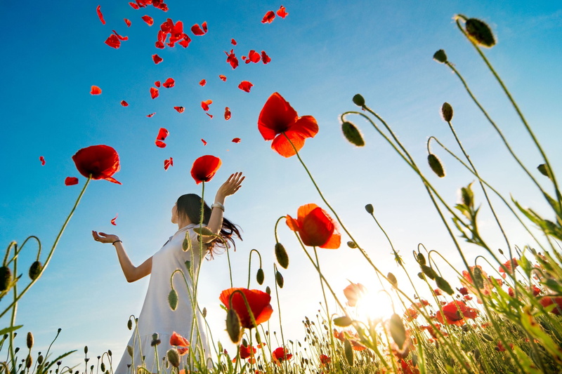 day, sun, plant, human arm, beautiful, vibrant Color, freedom, nature, fullscreen, single Flower, arms raised, Mac, landscape, multi Colored, flower
