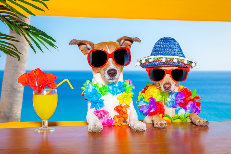 clothing, boys, front view, sky, animal, humor, portrait, Stemware, hat, fashion, Jack, Terrier, child, Russell, day, animals, looking at camera, nature