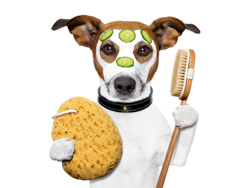 paws, one animal, vertebrate, close-up, pets, jack, white, animal head, white background, indoors, cucumbers, brown, animal, canine, humor, slices, mask