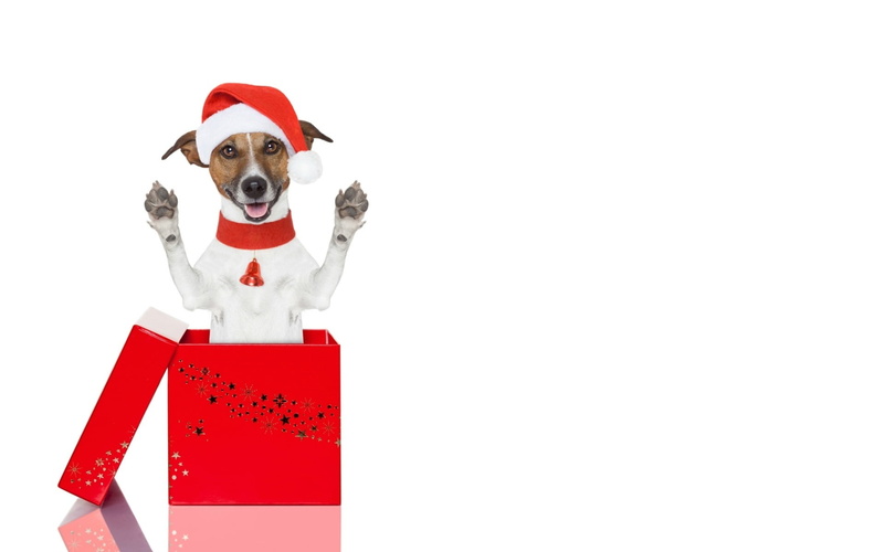 gift, costume, looking at camera, cute, domestic animals, studio shot, 1080P, domestic, santa hat, canine, fun, box, paw, animal, pets, red, dog, portrait