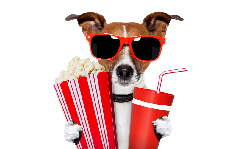 glasses, cups, popcorn, drink, tube, humor, 8K, Jack Russell Terrier, white background