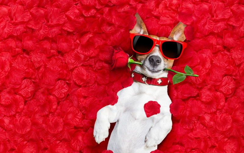 Petal, Dogs, Humor, Red Rose, Jack Russell Terrier, Sunglasses, Dog, Pet, 1080P