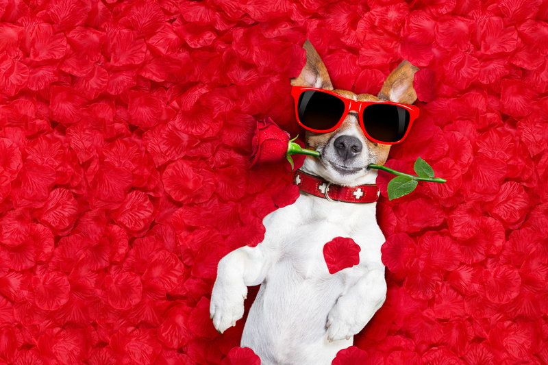 glasses, wet, flower, photoshop, red, background, Jack Russell Terrier, 5K, rose, lies, humor, rose petals