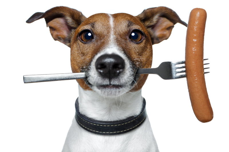 one animal, mammal, isolated, terrier, equipment, indoors, jack, cut out, domestic, Jack Russell Terrier, white, 2K, front view, animal, looking at camera