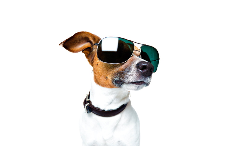 face, Jack Russell Terrier, portrait, white background, 2K, glasses, collar