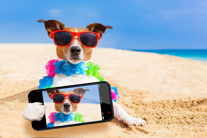 sea, Jack Russell Terrier, 5K, humor, the sun, sand, smartphone, stay, beach, glasses, photo, bokeh