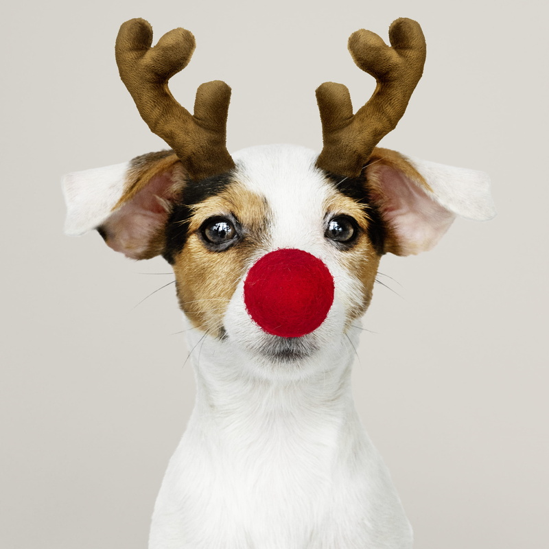 horn, adorable, wearing, domestic, close-up, animal wildlife, sitting, sit, deer, animal nose, animal, looking at camera, animal body part, headband, portrait