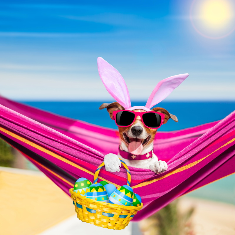 paws, holiday, sea, Jack Russell Terrier, glasses, photoshop, ears, outfit, 5K, basket, bokeh, eggs, hammock, the sun, the sky, language, humor, Easter