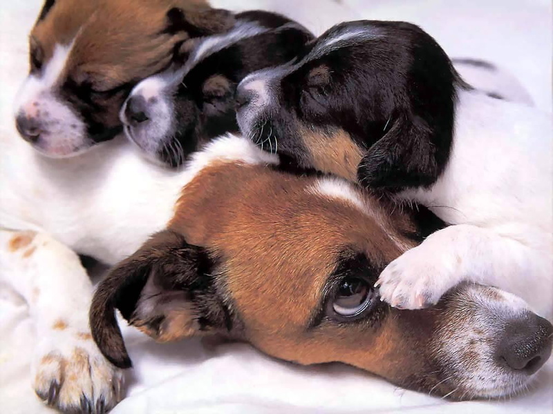 sleeping, russell, 480P, terriers, jack, hd, animals, art, dogs, Puppies, jack russell terriers