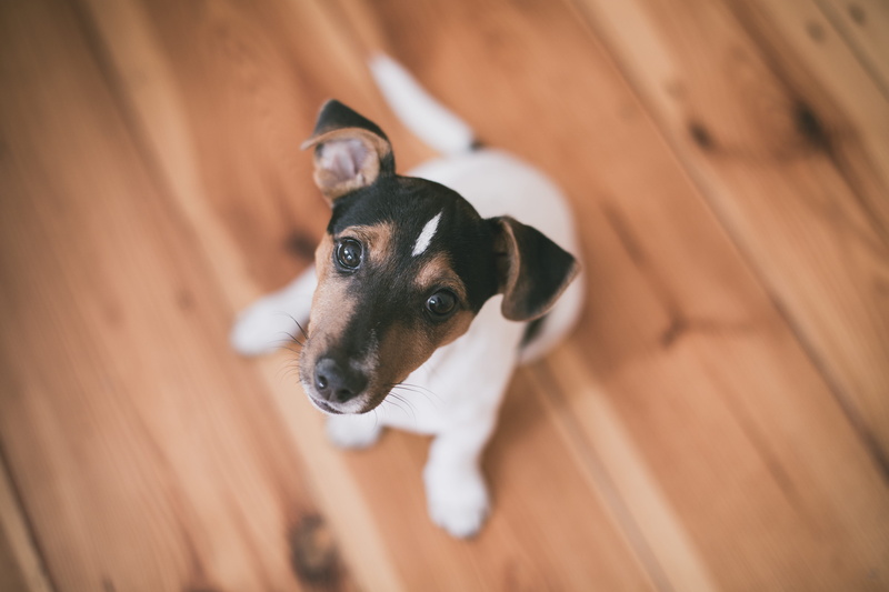 high angle view, no people, indoors, dog, color, adult, shallow, looking, small, puppy, short, flooring, looking at camera, young animal, friendship, canine