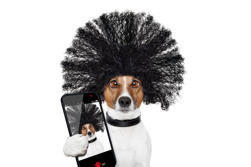 paw, animal, hair, 2K, jack russell terrier, selfie, caine, dog, face, phone, funny, :D, black, white