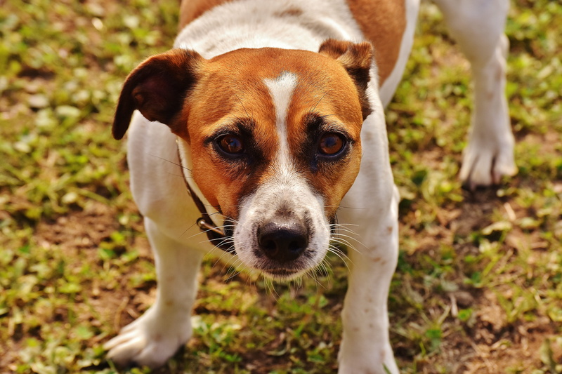 portrait, domestic, russell, animal themes, adult, vertebrate, young animal, domestic animals, terrier, lemon, pets, meadow, standing, sweet, race, focus on foreground