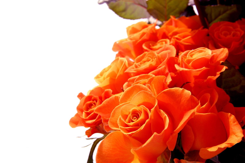 rose, nature, pretty, 3d and abstract, friend, luiza, flowers, photography, roses, beautiful, 1080P, orange, bouquet, lovely, photo
