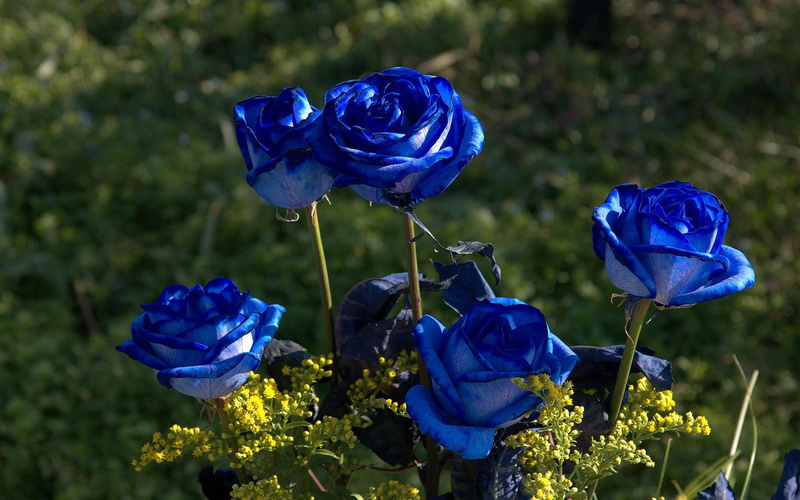 flowers, 3d and abstract, beauty, beauties, blue, 1080P, roses
