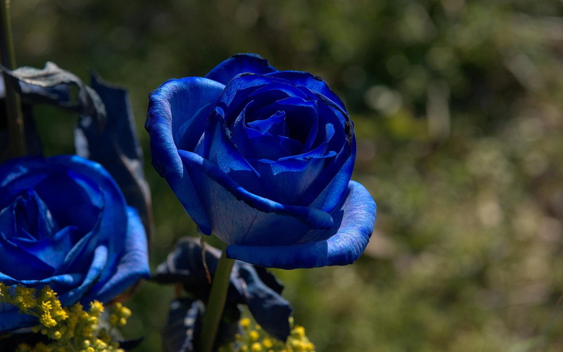 3d and abstract, nature, blue, flower, 1080P, garden, roses, two, beautiful