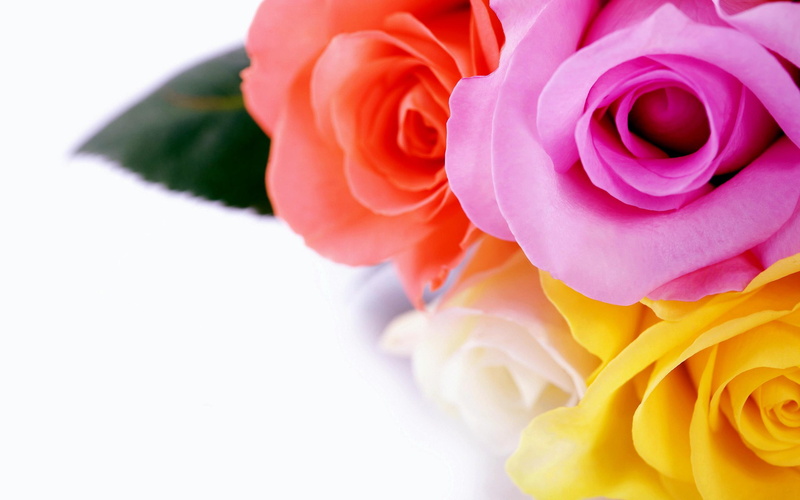 flowers, photography, photo, orange, nature, 3d and abstract, roses, 2K, yellow, pink