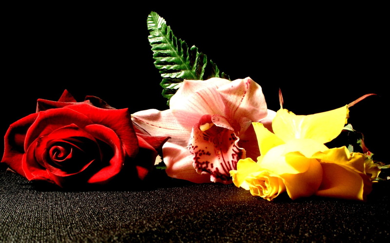 roses, petals, rose, blossoms, 3d and abstract, pink, beautiful, orchis, flowers, 1080P, yellow