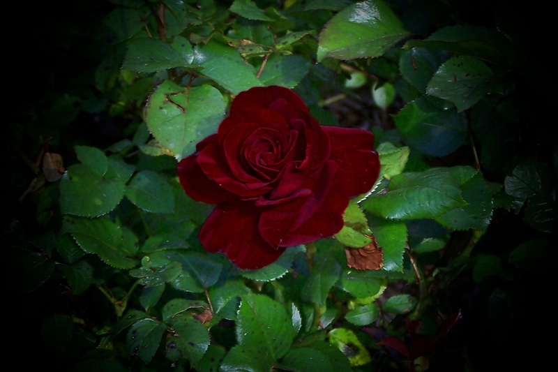 dramatic, blood, blood red, 1080P, beautiful, red, 3d and abstract, rose