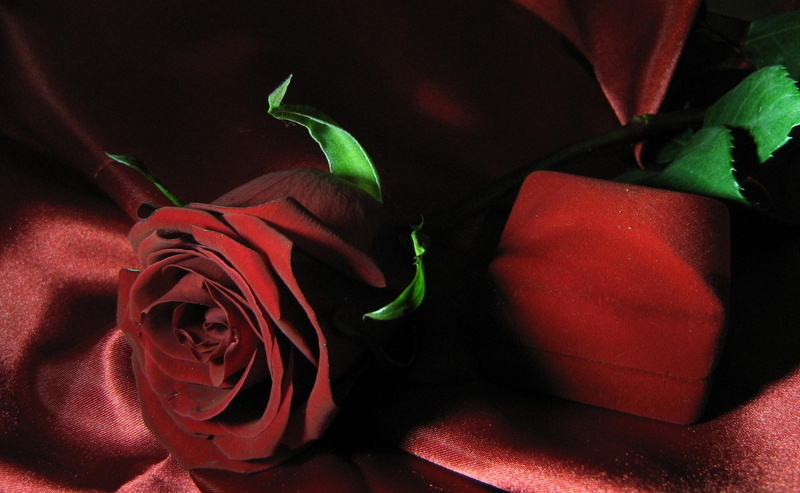 red rose, velvet, beautiful rose, rose, 1080P, 3d and abstract, thank you, saeed, gift
