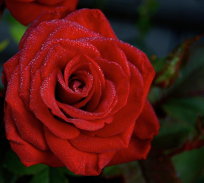 3d and abstract, beauty, rose, love, dew, 1080P